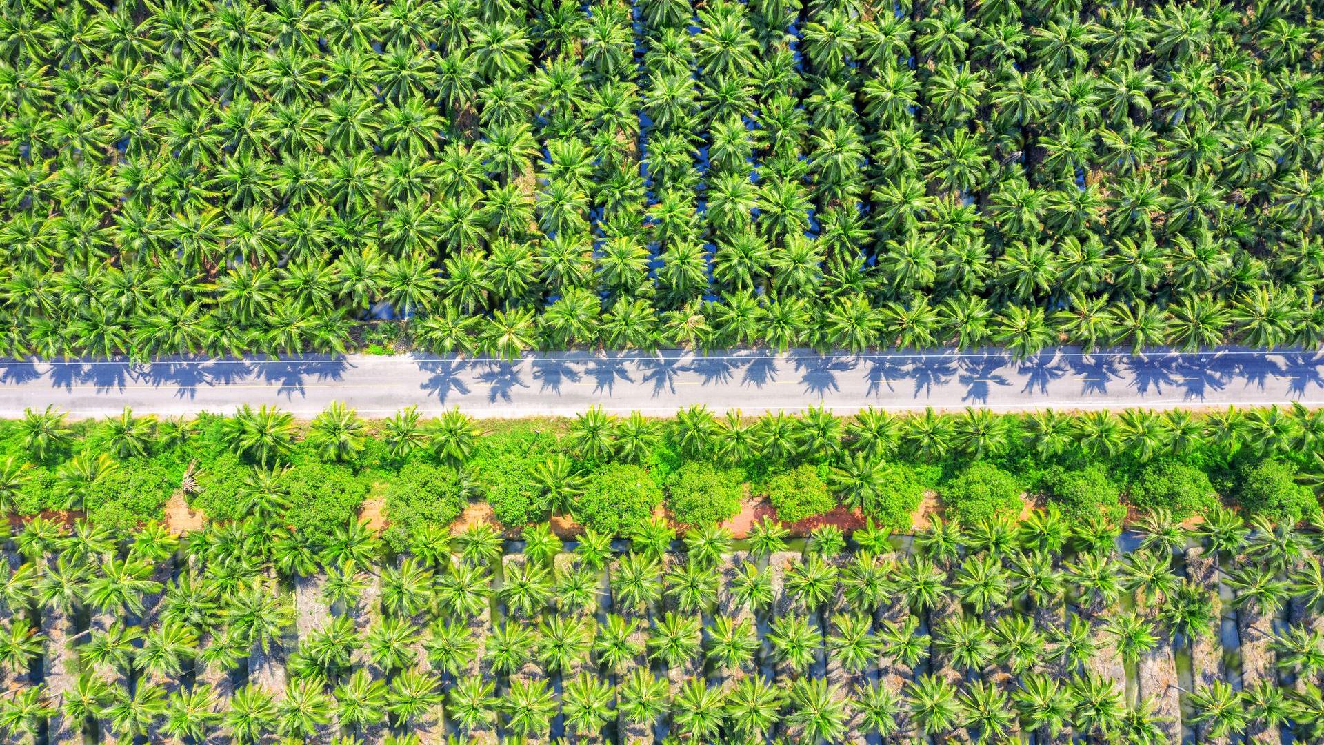 Illustration d’entreprise de plantation